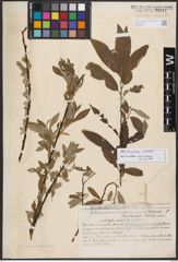 Salix burjatica Nasarow